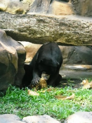 Beruang madu yang sedang asik makan kelapa di Kebun Binatang Surabaya