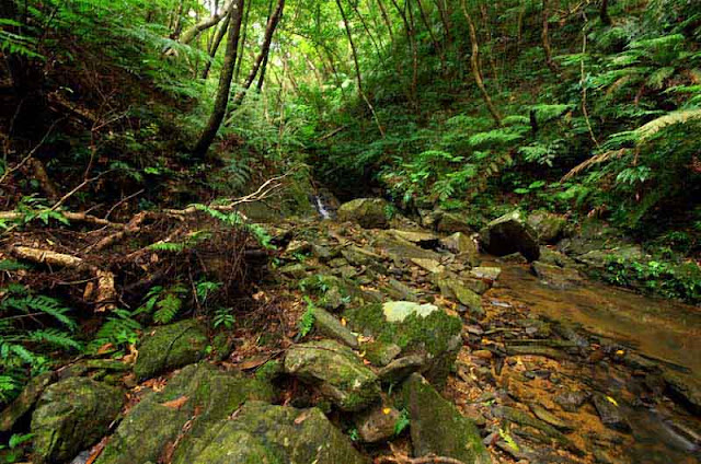 wide angle view of jungle stream,rocks