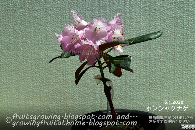 ホンシャクナゲ 日本石楠花