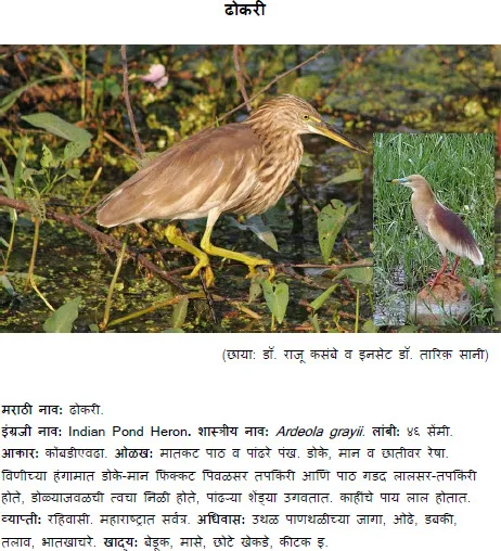 Indian Pond Heron bird information in Marathi