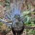 Lyrebird Si Peniru Ulung