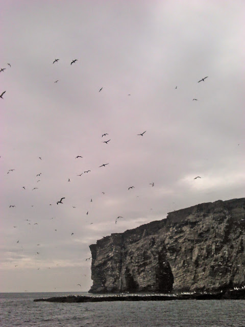 Isle of Noss, Shetland, Scotia