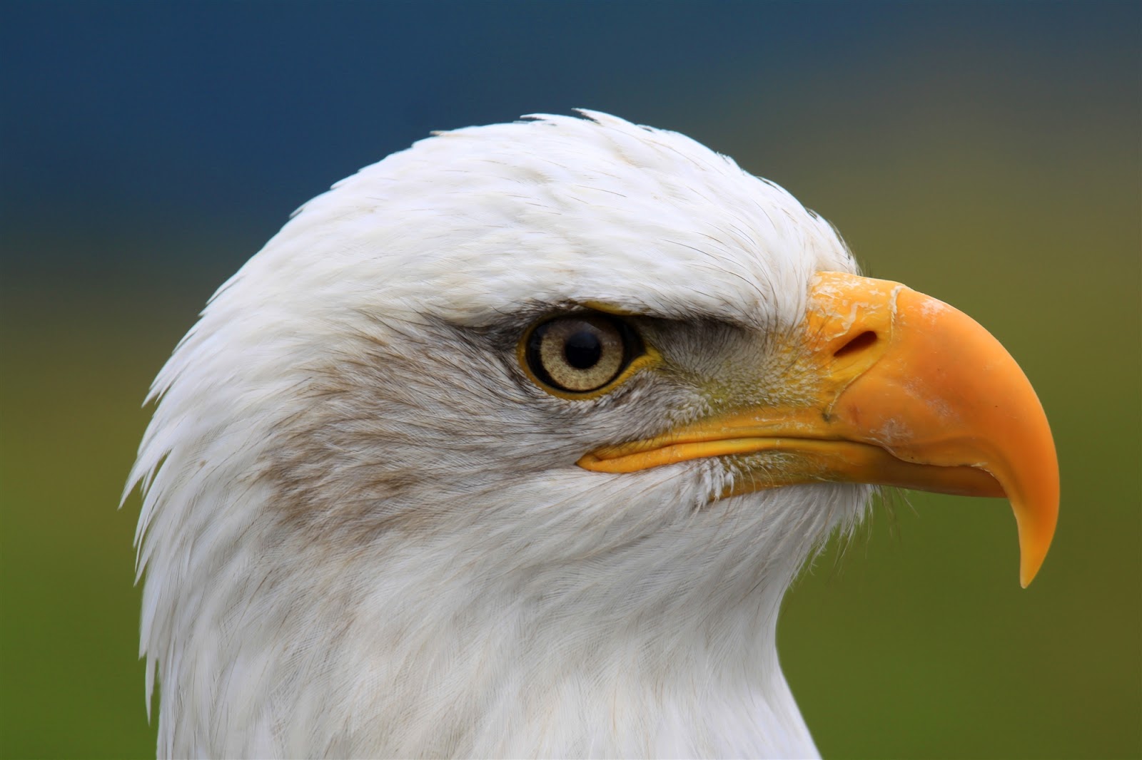 HD Eagle Eye / Nupe Free HD Wallpapers