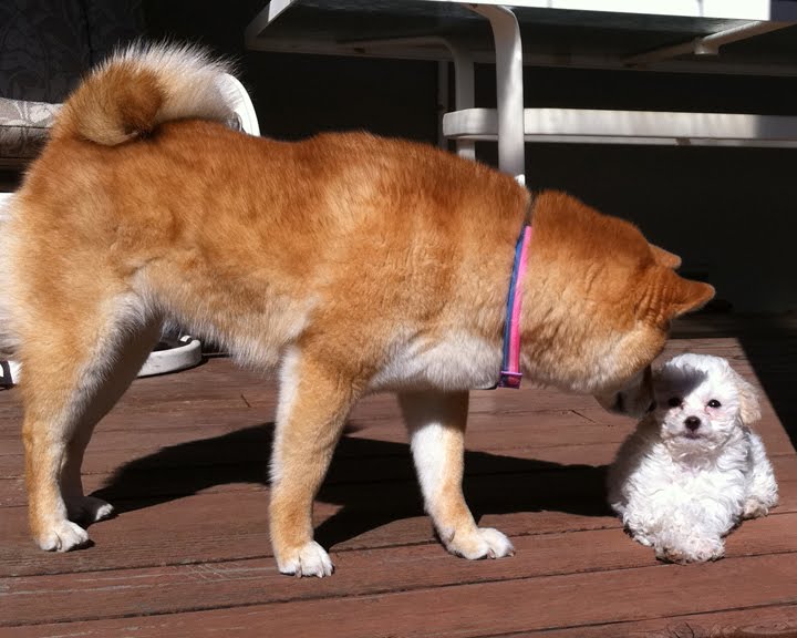 Kura the Shiba Inu: Family portrait