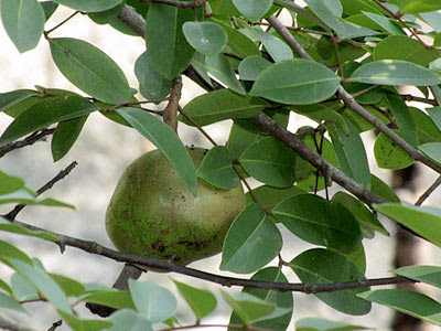 Nyireh Batu (Xylocarpus moluccensis)