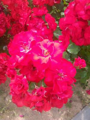 rosal rojo