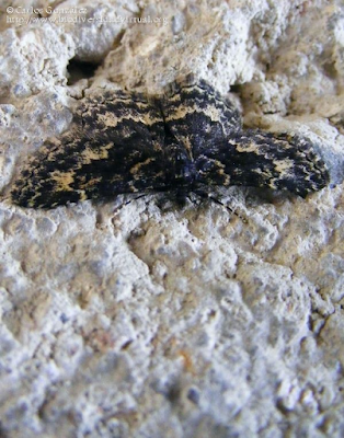 http://www.biodiversidadvirtual.org/insectarium/Parascotia-lorai-img471335.html