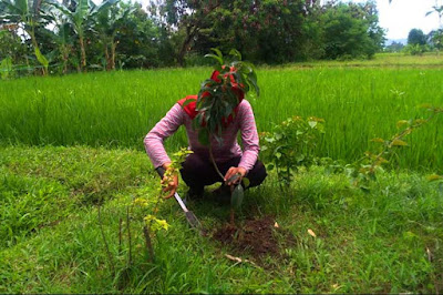 Cara Memindahkan Pohon Tabebuya Agar Cepat