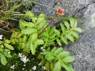 Potentille ansérine - Potentilla anserina