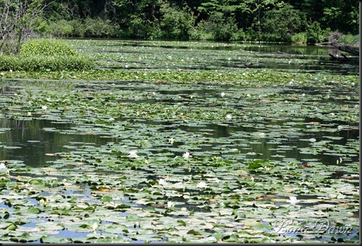 Wahkeena_Pond