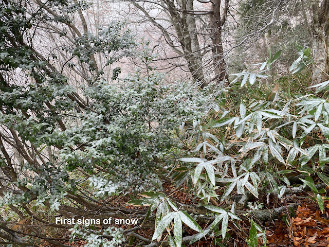 Snow on Mt. Takatsuma in November