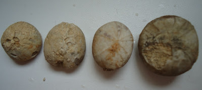 Four Fossils Sea Urchin / Echinoid 