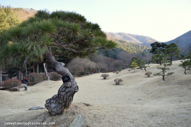 FROZEN AT THE GARDEN OF MORNING CALM