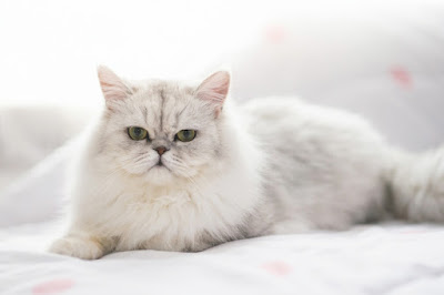 Travel Conditions Stressful to Flat Faced Cats