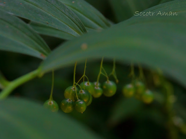 Polygonatum falcatum