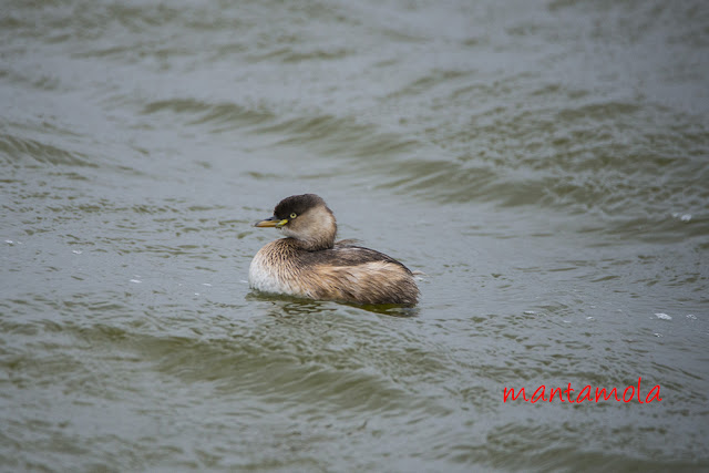 Little Grebe