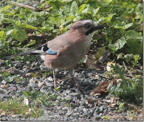 jay-2