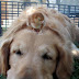 Chick Standing on Dog's Head