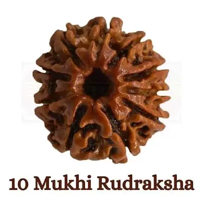 10 mukhi rudraksha