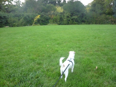 Freckles the Dog Holbrook Palmer Park