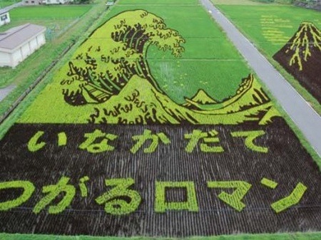 rice-paddy-art (6)