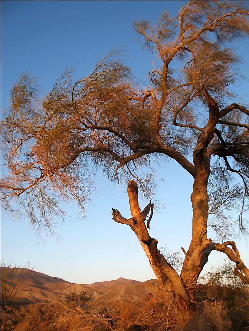 Gnarled tree click for previous post