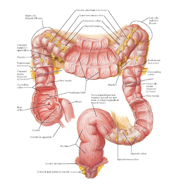 Mucosa and Musculature of Large Intestine Anatomy