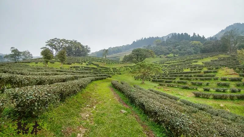 熊空休閒農場茶園森林浴芬多精