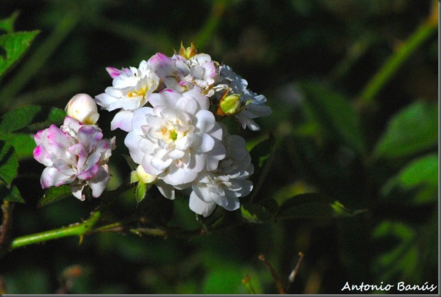 5 DSC_1709 x2