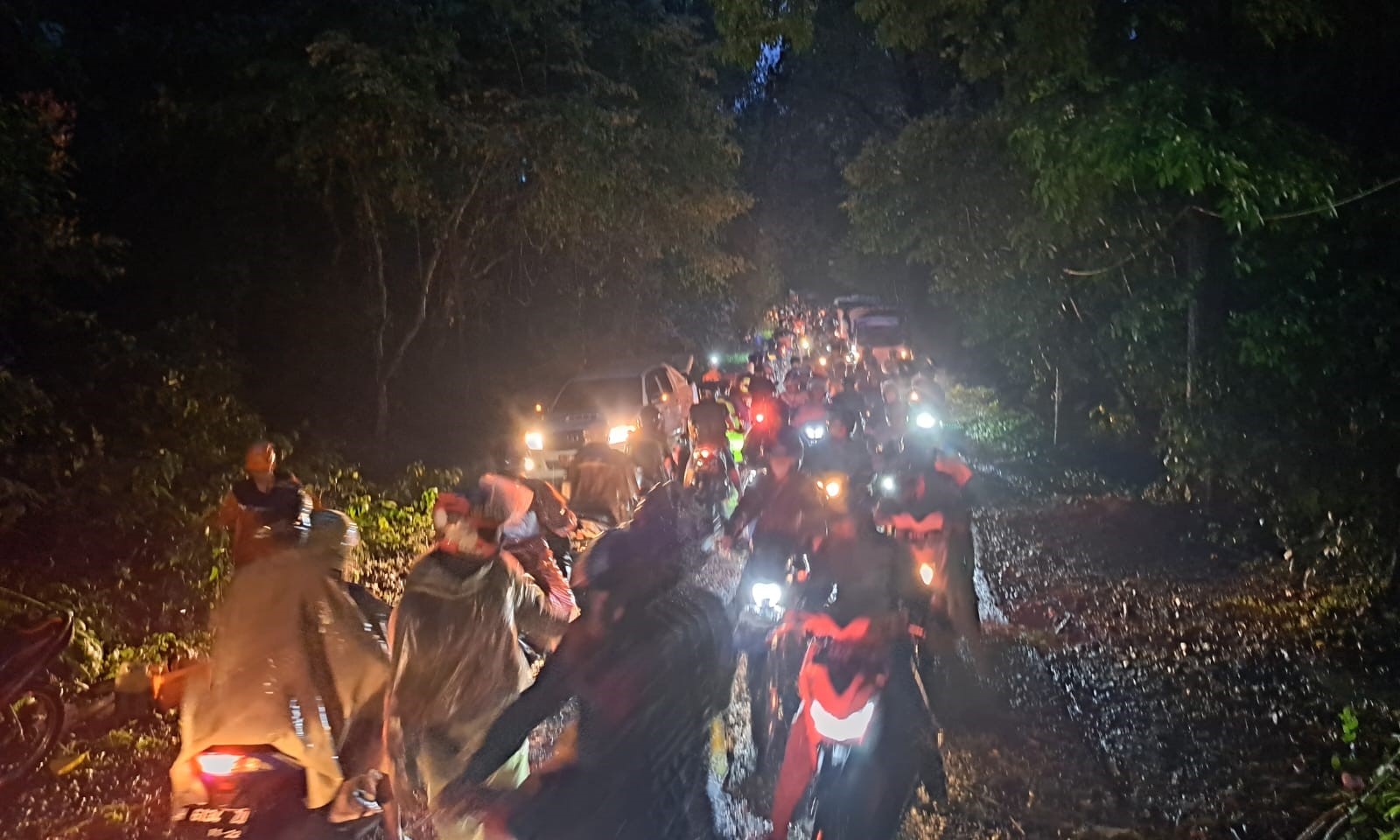 Jalur Kaliwungu-Boja macet parah akibat pohon tumbang