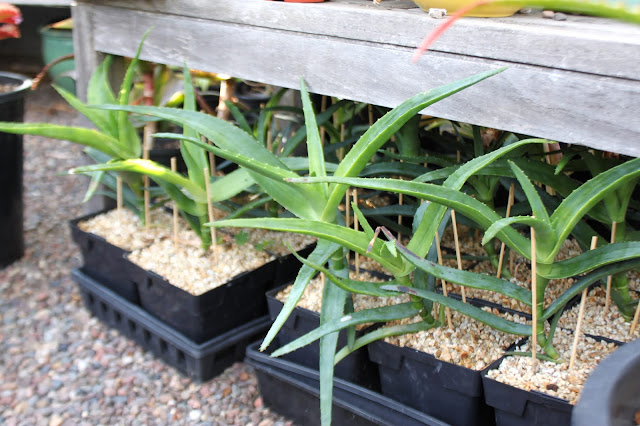 Aloe thraskii seedlings 1yr old