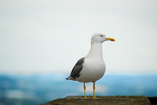 Seagull Bird Facts