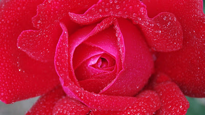 red-rose-raindrop-hdimage-for-your-loved-ones