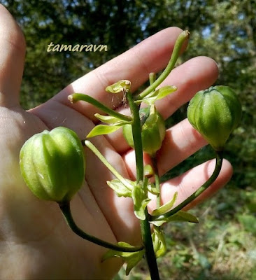 Лилия двурядная (Lilium distichum)