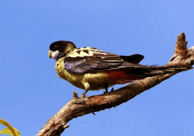 Perico gracioso: Platycercus venustus