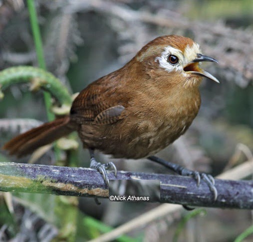 Peruvian wren bird song