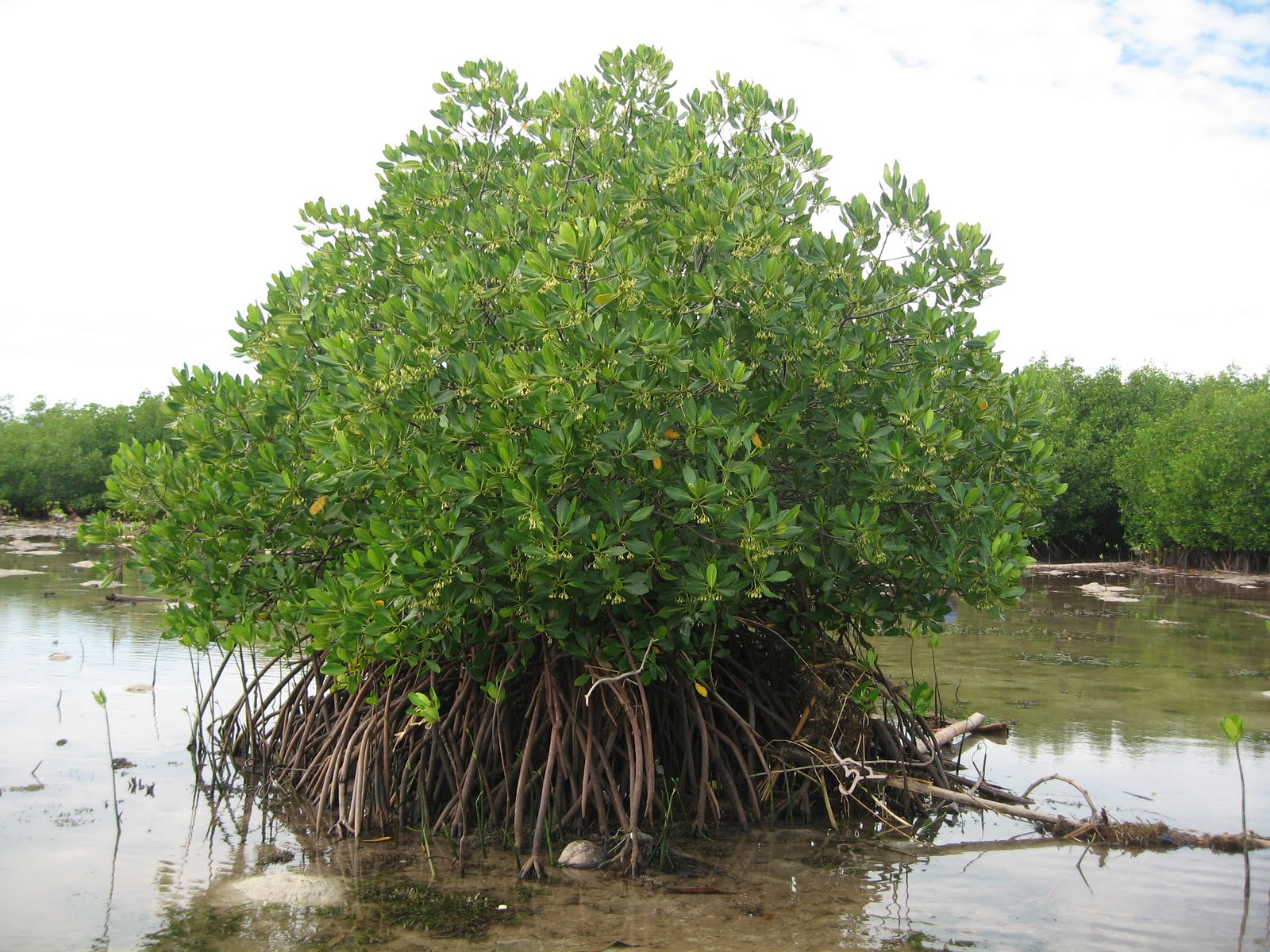 Ferry The Explorer Hutan Bakau atau Hutan Mangrove 