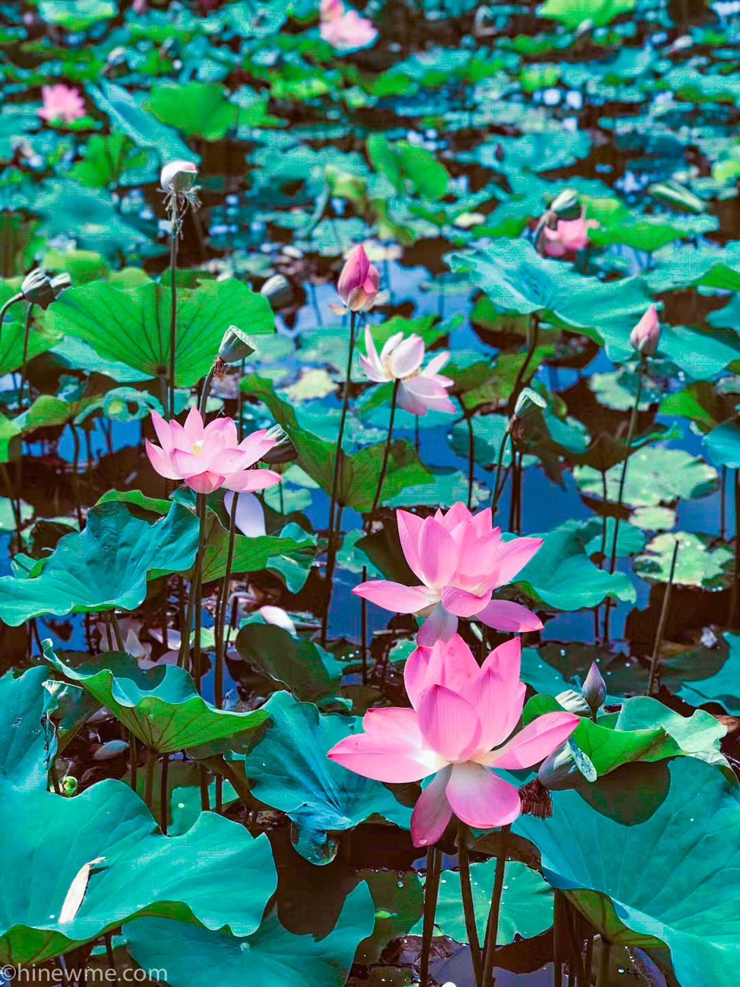 26+ Lotus flower photograph, and 6 tips