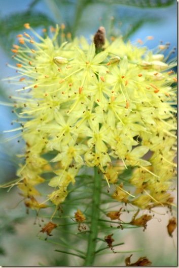 Lily_Foxtail_June2