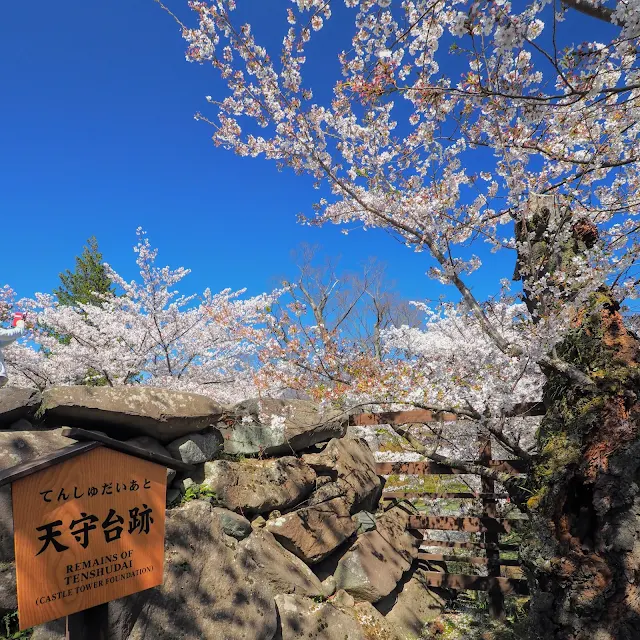 懐古園　小諸城址　桜