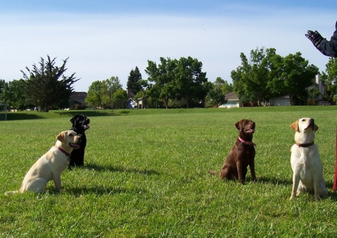 four labs sitting spaced apart in the grass, a human gloved hand is in the right margin of the photo, giving a sit command