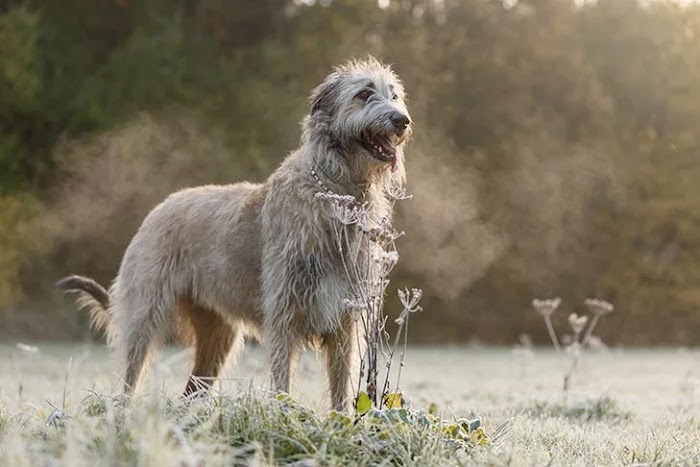 The Definitive Guide to Irish Wolfhounds: Uncovering the Magic of This Extraordinary Breed