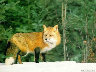 fox animal wallpaper rubah red gold species dog