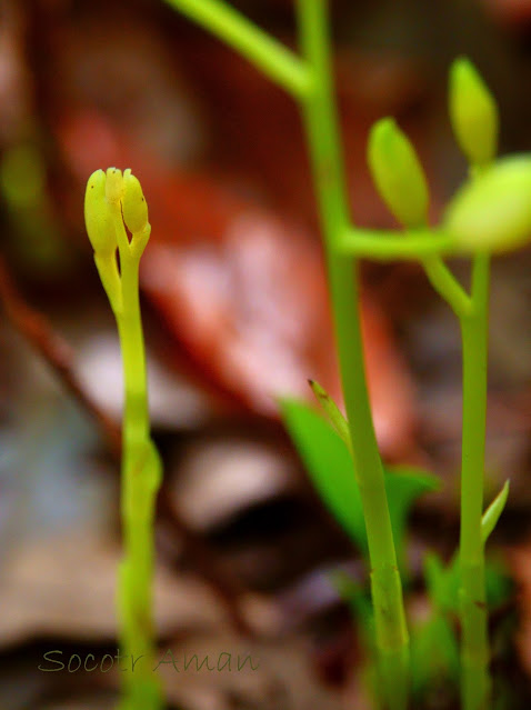 Cymbidium nipponicum