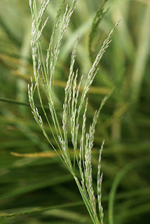 Canche cespiteuse - Deschampsia cespitosa - Deschampsia caespitosa