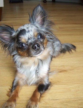 Cute Dogs: Long Haired Chihuahua Dogs