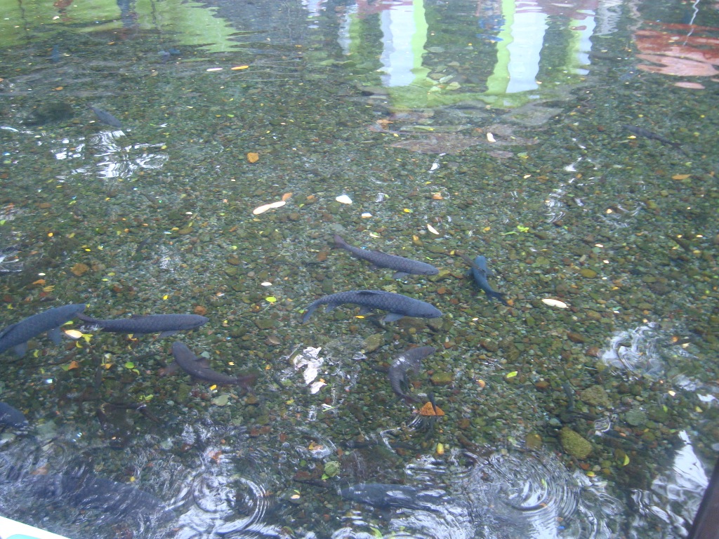 Berenang-renang Bersama Ikan Keramat ~ DASBOR PARIWISATA