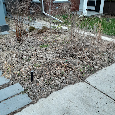 Wychwood Park Spring Cleanup Toronto Before by Paul Jung Gardening Services--a Toronto Gardening Company
