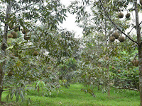 Wisata Kebun Durian Candimulyo Magelang