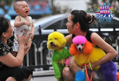  Fashion China on Chinese Trend Setters Have Found A New Passion For Pet Fashion Yes